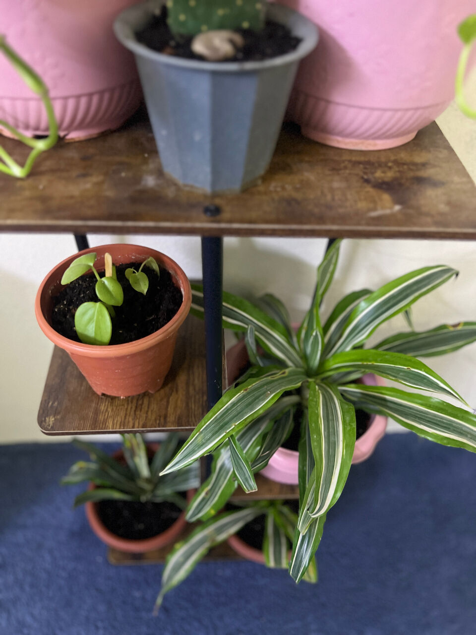 Khobar, Household Items, SAR 109,  Plants With Stand