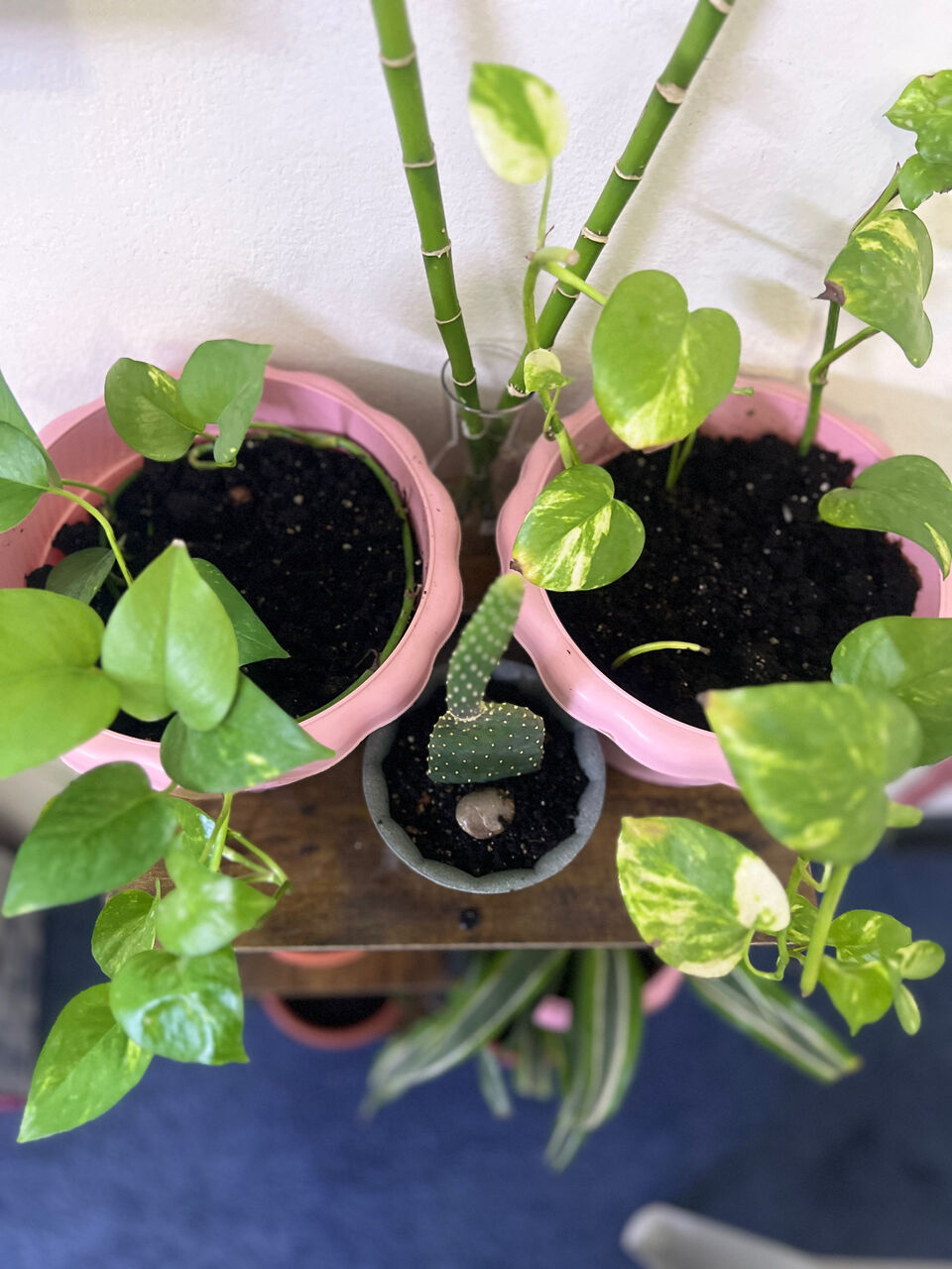 Khobar, Household Items, SAR 109,  Plants With Stand