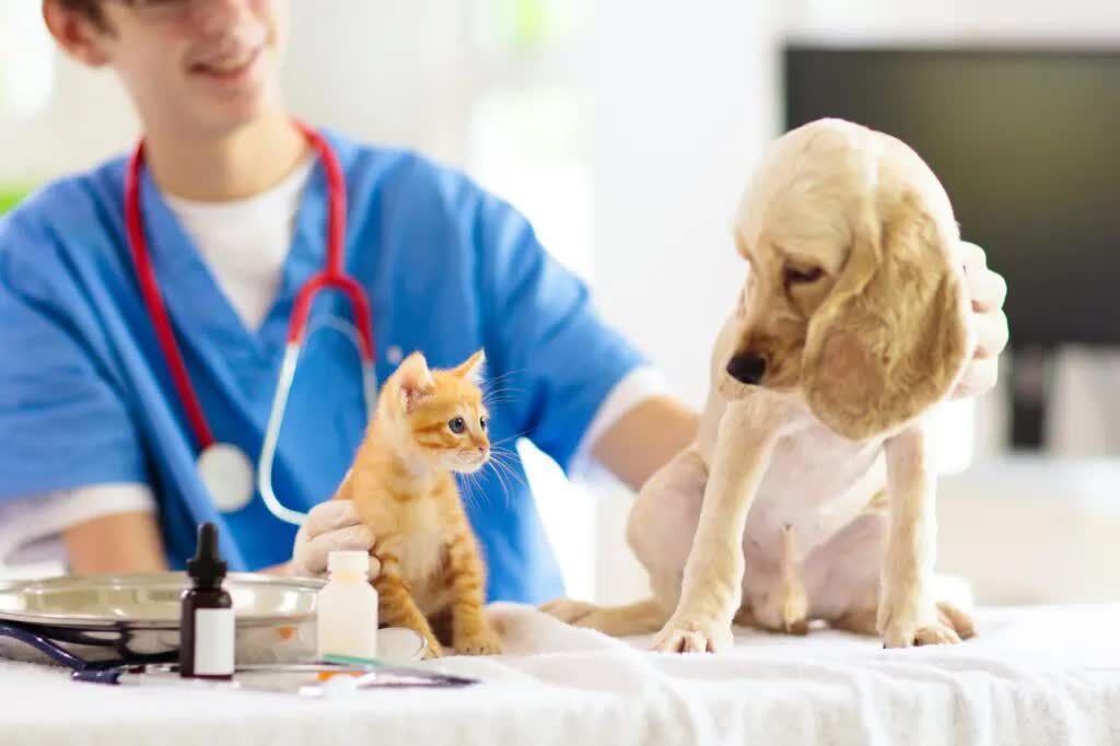 Vancouver, Medical, Best Animal Hospital In Richmond For Compassionate Pet Care