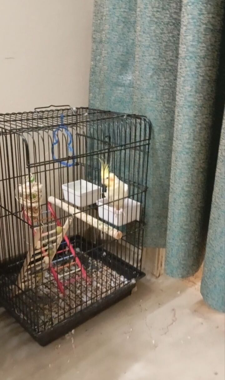 Jeddah, Home Audio, SAR 350,  LOVEBIRD FOR SALE URGENTLY