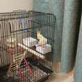 SAR 350,  LOVEBIRD FOR SALE URGENTLY