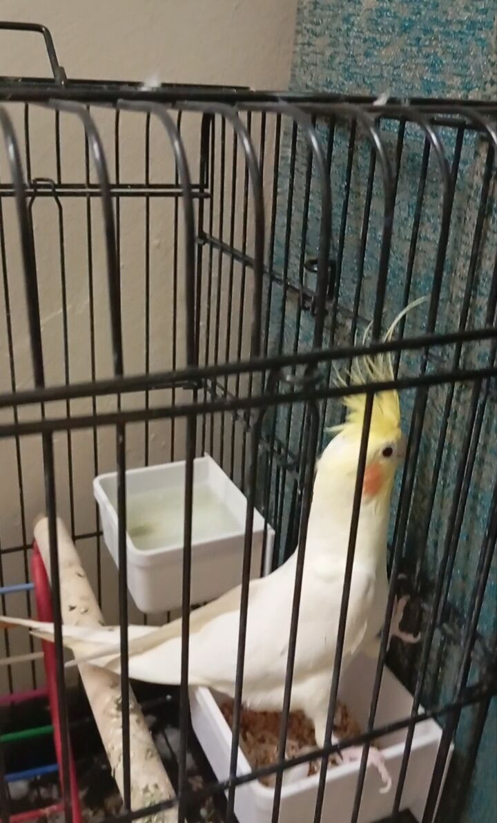 Jeddah, Home Audio, SAR 350,  LOVEBIRD FOR SALE URGENTLY