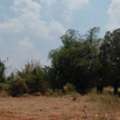 THB 190000,  6 BR,  7800 Sq. Feet,  For Sale At Sikhio Korat Title Deed. High Land Area Next To A Cement Road.  Good Location
