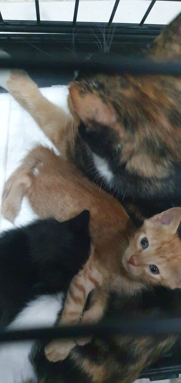 Riyadh, Pet Adoption, Looking For A Caring Home For A Mother Cat And Her Two Kittens