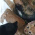 Looking For A Caring Home For A Mother Cat And Her Two Kittens