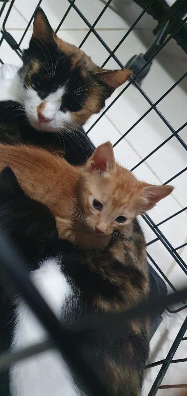 Riyadh, Pet Adoption, Looking For A Caring Home For A Mother Cat And Her Two Kittens