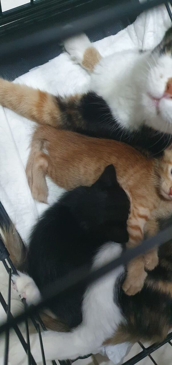 Riyadh, Pet Adoption, Looking For A Caring Home For A Mother Cat And Her Two Kittens