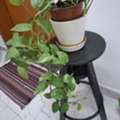 12 Sq. Feet,  Room For Rent