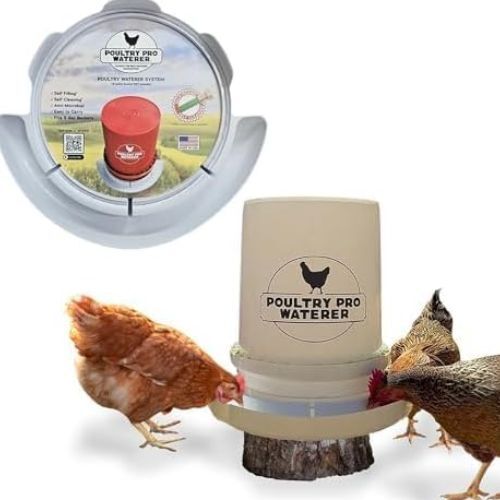 New York, Business, Diy Chicken Waterer