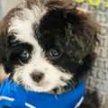 Book Dog Grooming Packages In North Hollywood Today
