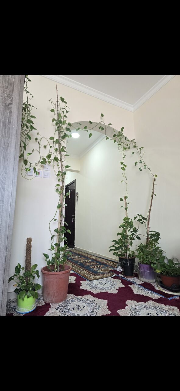 Salmaniya, Farm & Garden, BHD 25,  Fresh ,Growing &Well Maintained Money Plants 🪴 For Sale