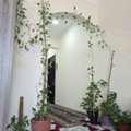 BHD 25,  Fresh ,Growing &Well Maintained Money Plants 🪴 For Sale