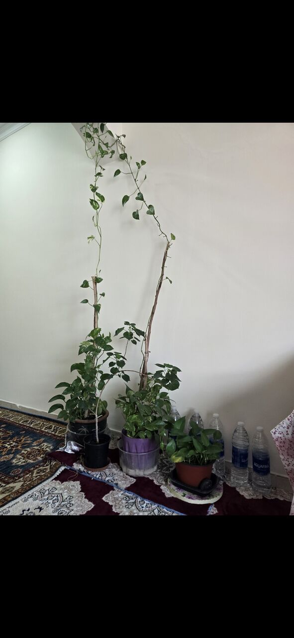 Salmaniya, Farm & Garden, BHD 25,  Fresh ,Growing &Well Maintained Money Plants 🪴 For Sale