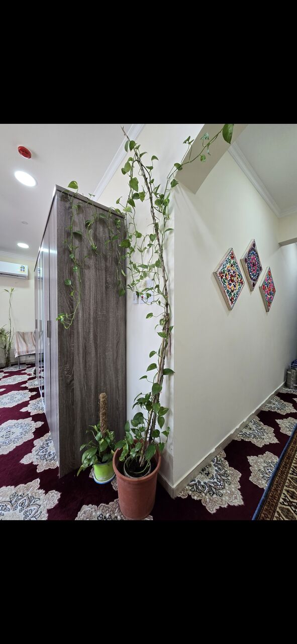 Salmaniya, Farm & Garden, BHD 25,  Fresh ,Growing &Well Maintained Money Plants 🪴 For Sale