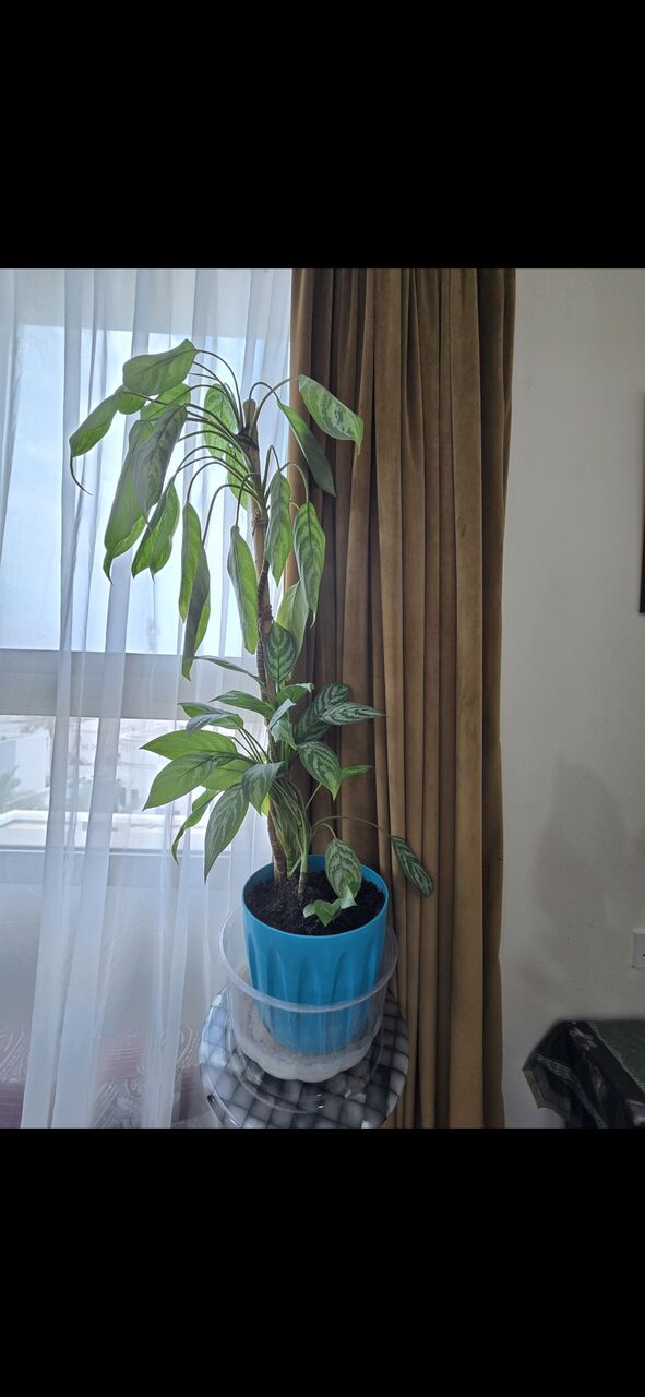 Salmaniya, Farm & Garden, BHD 25,  Fresh ,Growing &Well Maintained Money Plants 🪴 For Sale
