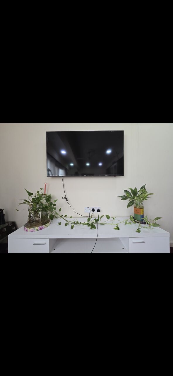 Salmaniya, Farm & Garden, BHD 25,  Fresh ,Growing &Well Maintained Money Plants 🪴 For Sale