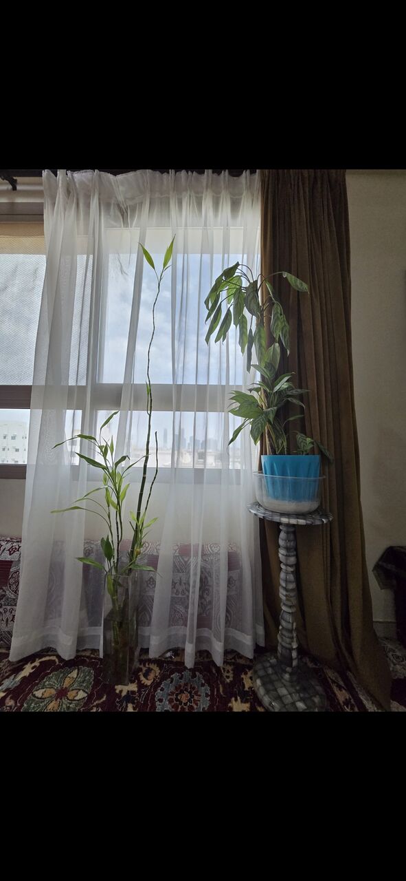 Salmaniya, Farm & Garden, BHD 25,  Fresh ,Growing &Well Maintained Money Plants 🪴 For Sale