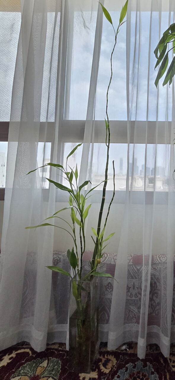 Salmaniya, Farm & Garden, BHD 25,  Fresh ,Growing &Well Maintained Money Plants 🪴 For Sale