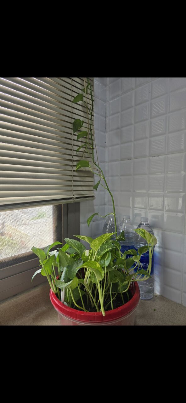 Salmaniya, Farm & Garden, BHD 25,  Fresh ,Growing &Well Maintained Money Plants 🪴 For Sale