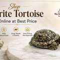Shop Pyrite Tortoise Crystal Online At Best Price | The Stardust Studio