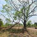 THB 14998,  143 Sq. Feet,  Pracha Samran, Land Already Filled, Nong Chok, Mitmaitri, Makro, Liap Wari 1.84 Km., 143