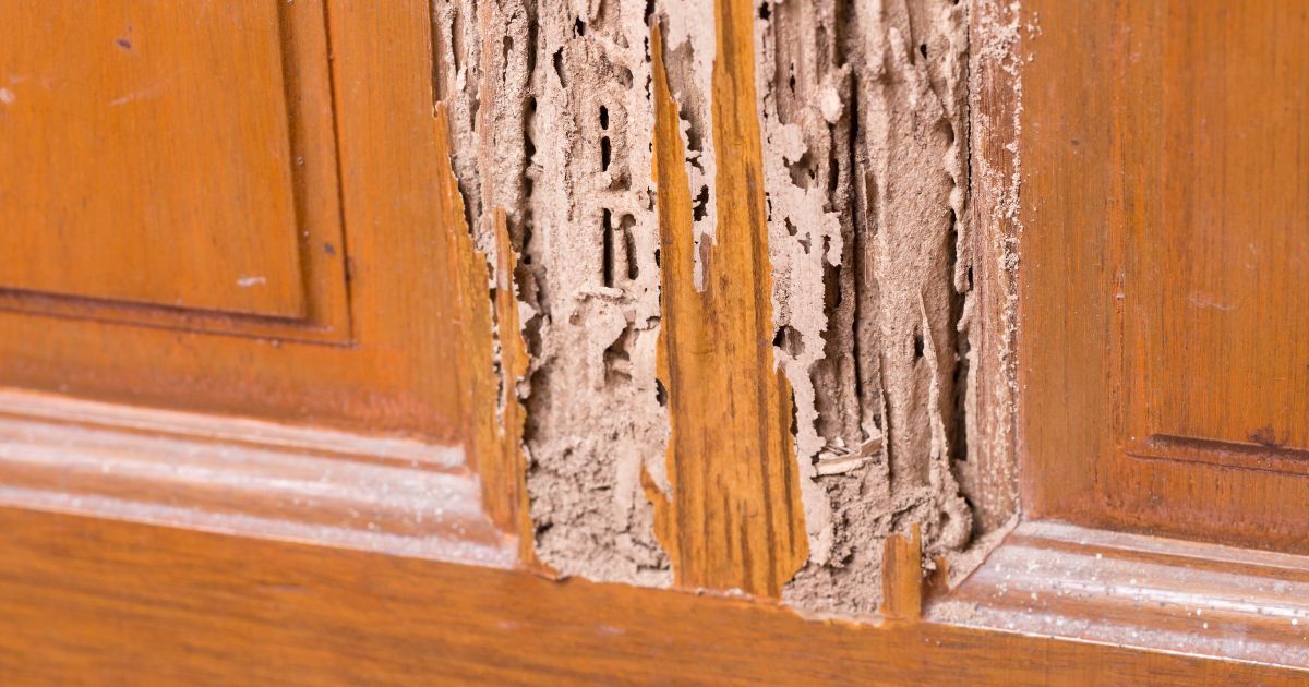 New York, Pest Control, Are Termites Or Old House Borers Damaging Your Property?
