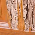 Are Termites Or Old House Borers Damaging Your Property?