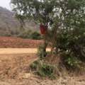 THB 300000,  6 BR,  2130 Sq. Feet,  Beautiful View, Great Location, Perfect Soil. Located In The City Of Nakhon Sawan, Next