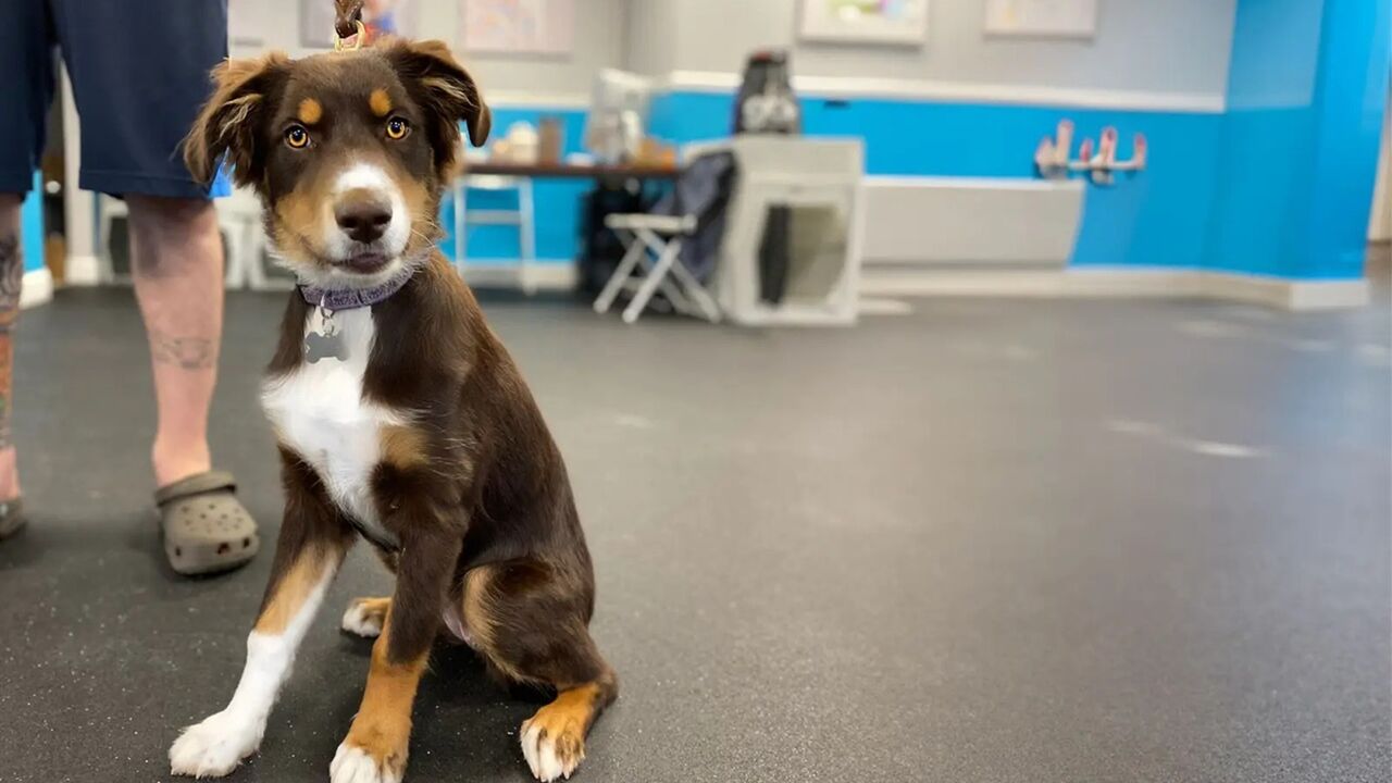 New York, Training, Dog Boarding Westchester County NY