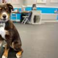 Dog Boarding Westchester County NY