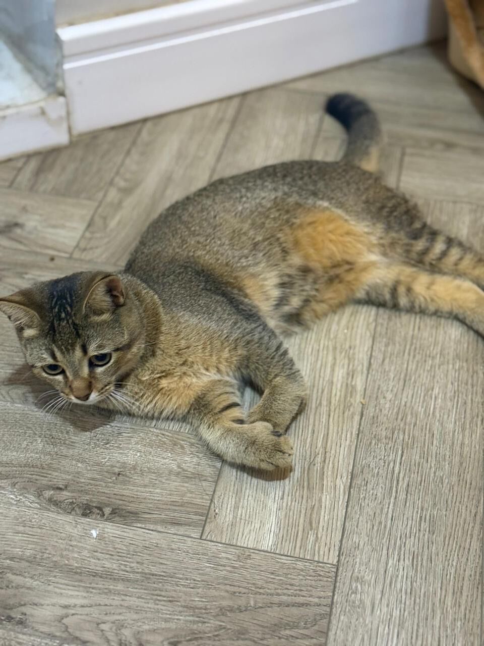 Riyadh, Pet Adoption, Cat For Adoption - Scottish Gold