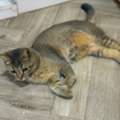 Cat For Adoption - Scottish Gold