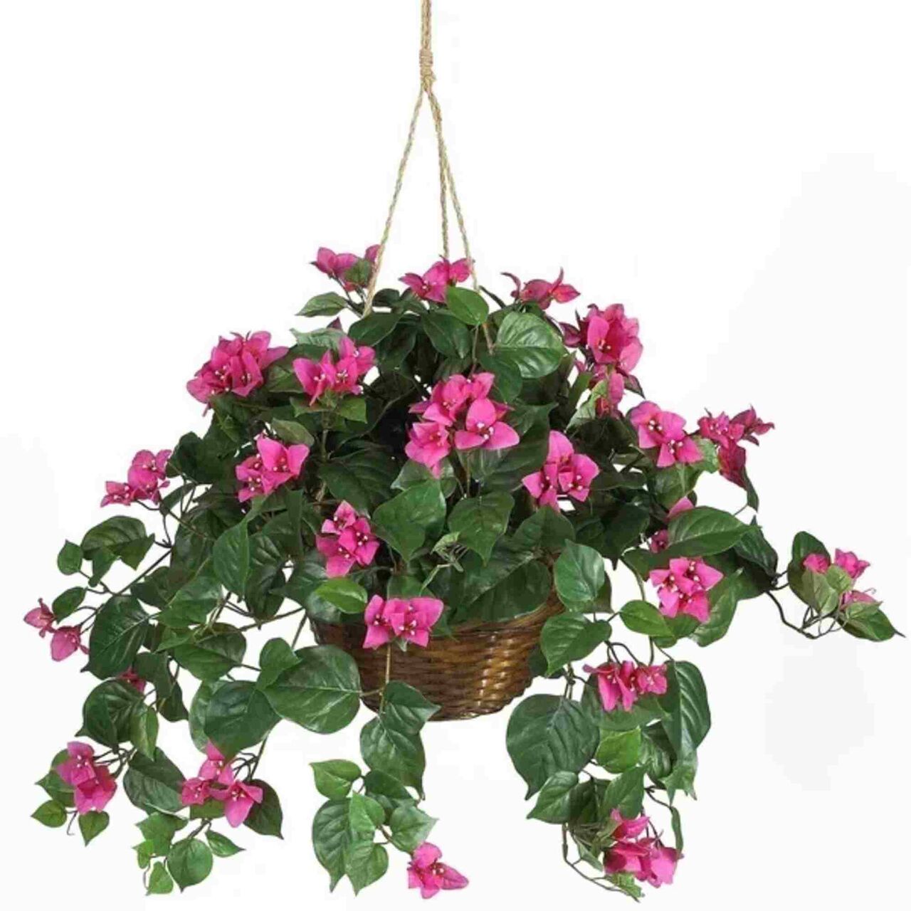 New York, Free Items, Indoor Vs. Outdoor Bromeliads: What Works Best In Florida? &ndash;