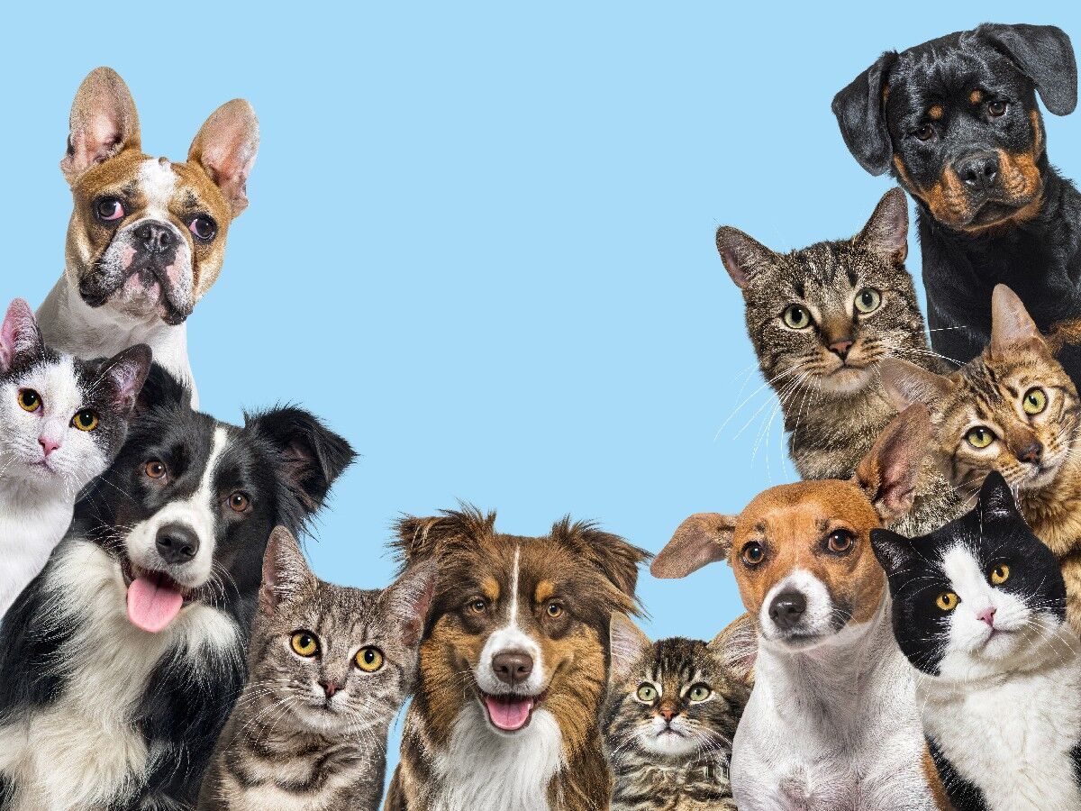 Mumbai, Pet Supplies, INR 4999,  VR Animal 360 &ndash; Animal Training, Pet Care & Habitat Development | Explore Now