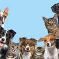 INR 4999,  VR Animal 360 &ndash; Animal Training, Pet Care & Habitat Development | Explore Now