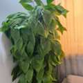 SAR 250,  Tree For Decoration
