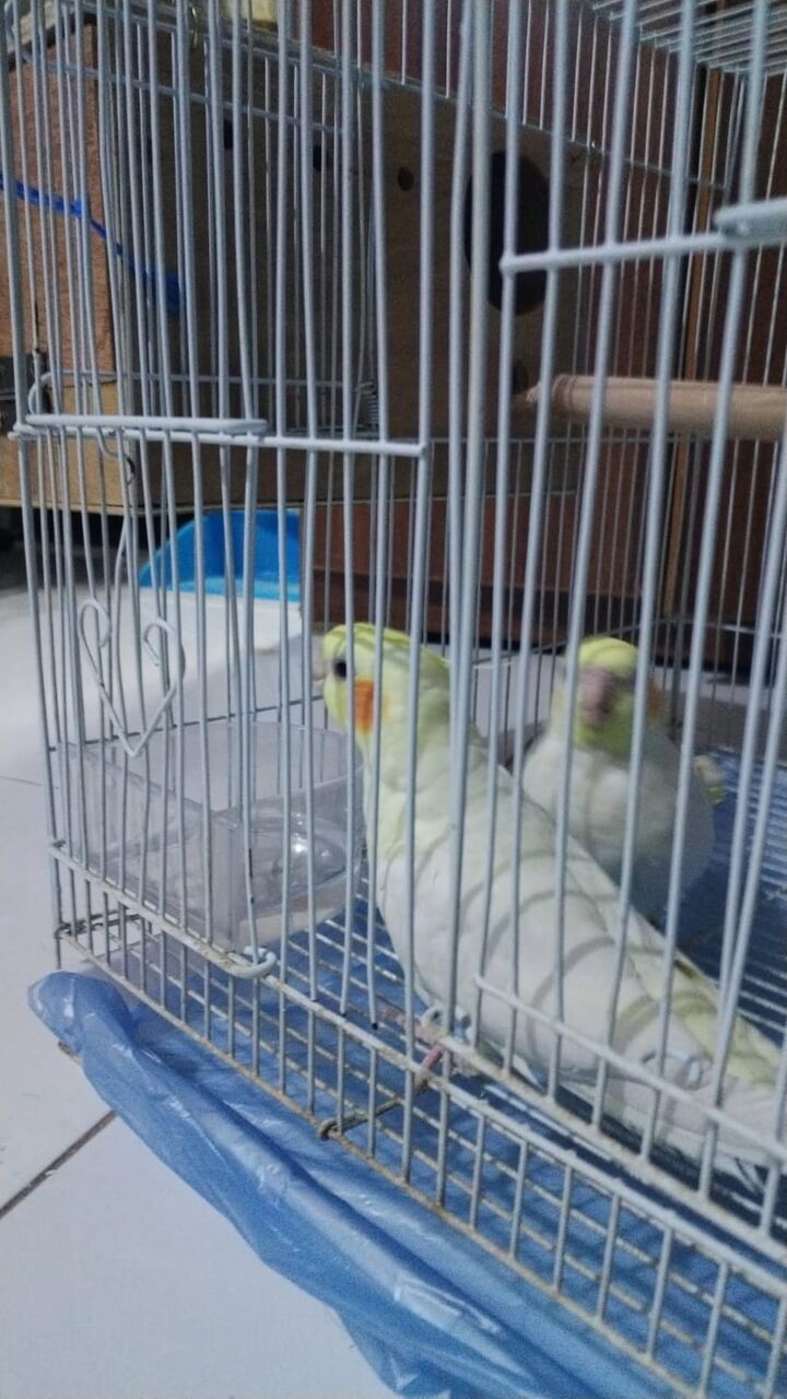 Al Malaz, Pet Supplies, SAR 350,  Birds Without Cage