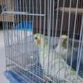 SAR 350,  Birds Without Cage