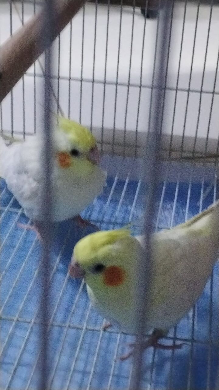 Al Malaz, Pet Supplies, SAR 350,  Birds Without Cage