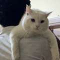 1y.o. Male Cat For Adoption