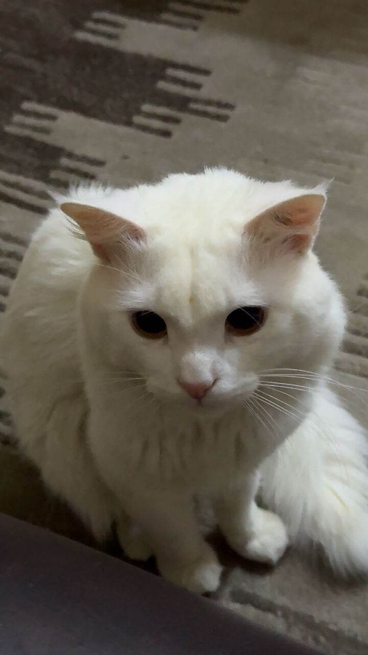 Jeddah, Pet Adoption, 1y.o. Male Cat For Adoption