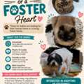 FOR ADOPTION/ FOSTER PARENTS