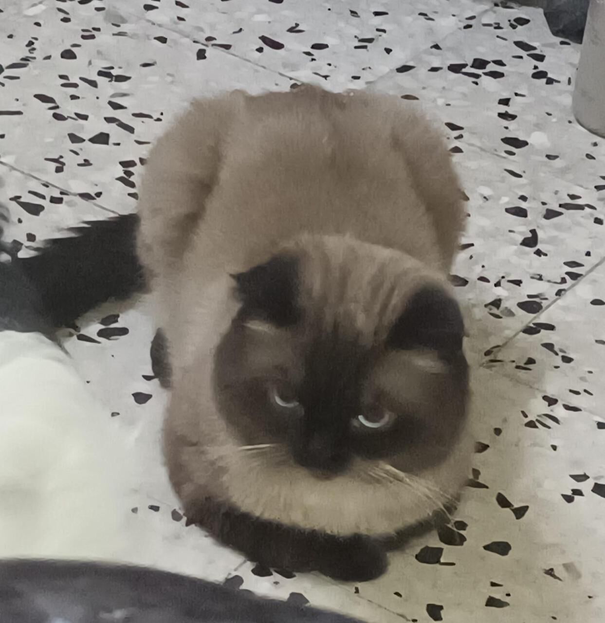 Riyadh, Pet Adoption, FOR ADOPTION/ FOSTER PARENTS