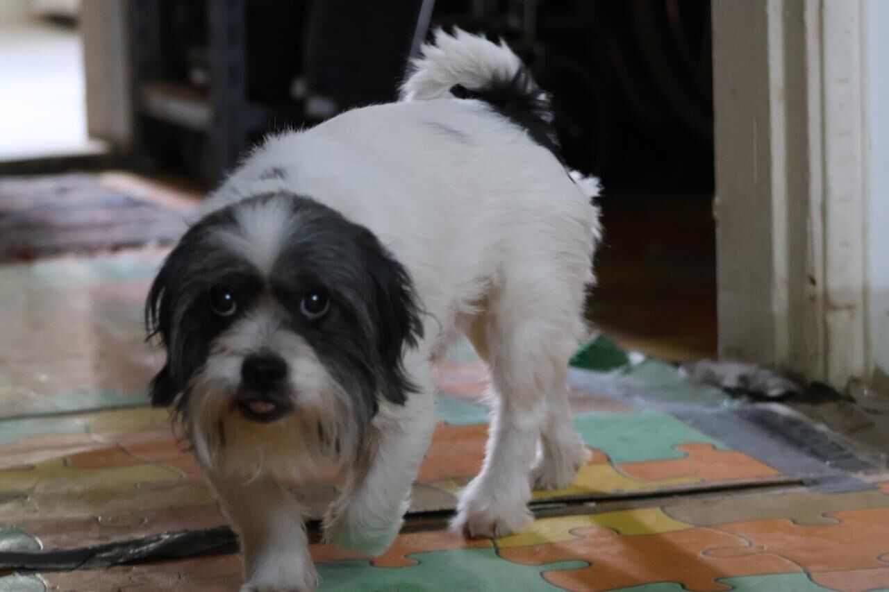 Riyadh, Pet Adoption, FOR ADOPTION/ FOSTER PARENTS