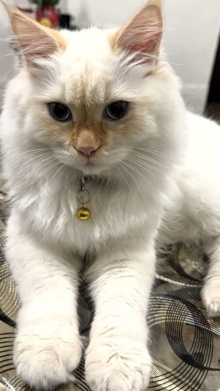 Jubail, Pet Adoption, I Have To Adopt My Cat Male