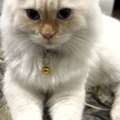 I Have To Adopt My Cat Male