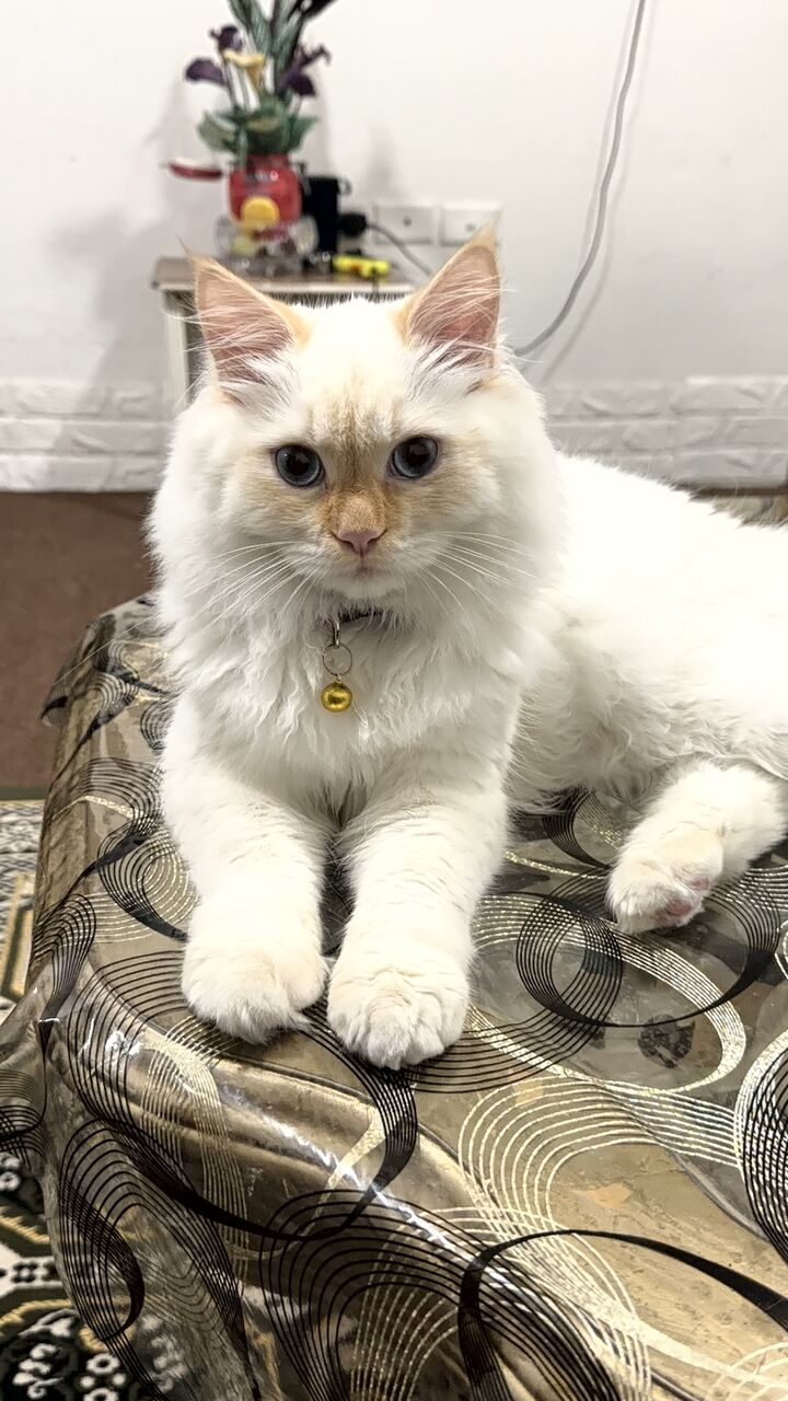 Jubail, Pet Adoption, I Have To Adopt My Cat Male