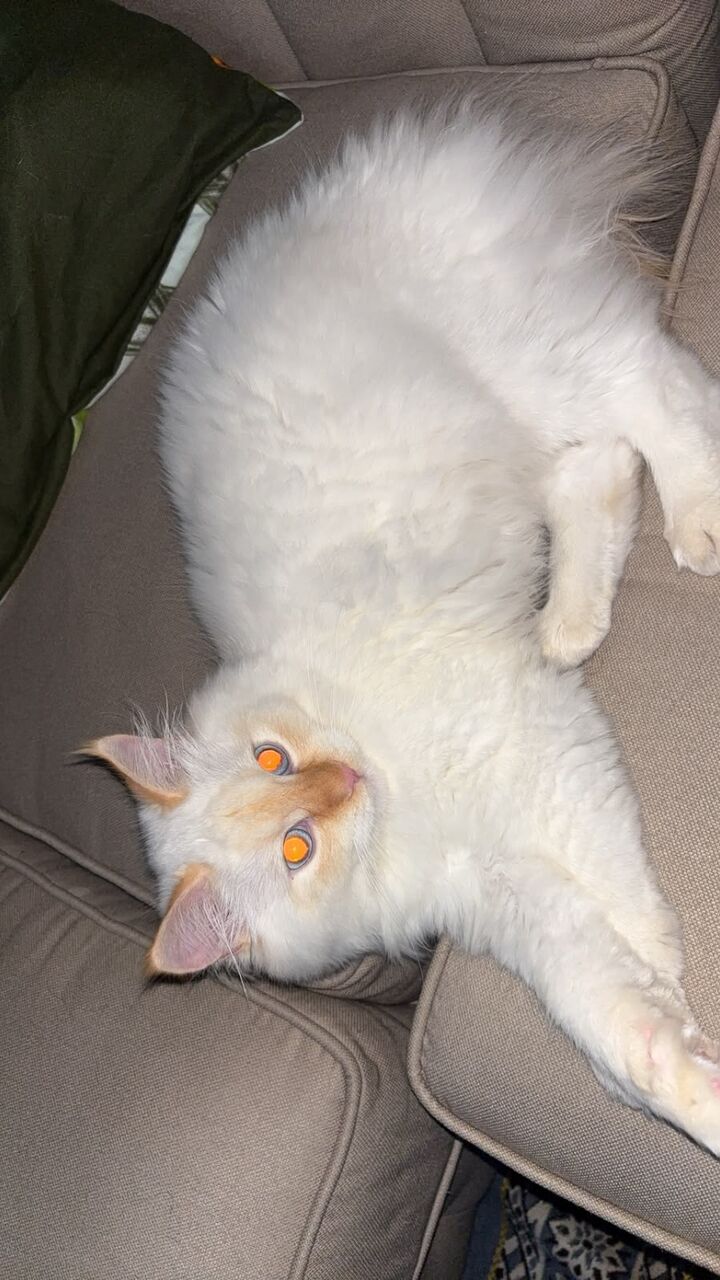 Jubail, Pet Adoption, I Have To Adopt My Cat Male