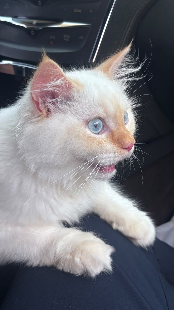Jubail, Pet Adoption, I Have To Adopt My Cat Male