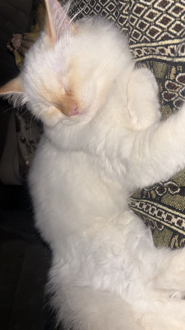 Jubail, Pet Adoption, I Have To Adopt My Cat Male